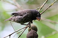 Large Ground-Finch